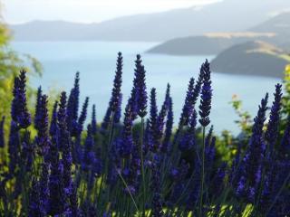 Kūkupa Matairangi at Akaroa Lavender - Akaroa - 2