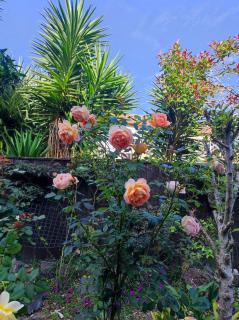 Love House - Auckland - 9