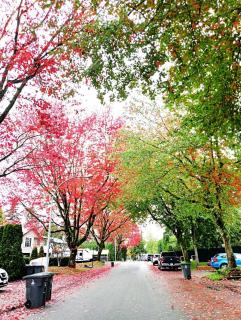 Langley Meadows BNB - Family Room Near Langley Downtown - Langley - 4