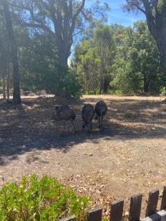 Emu Cottage - 1