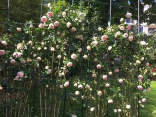 Chambre Joséphine - Saint-Cloud - 3