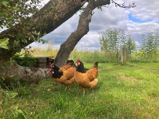 Hof Appelbue - Urlaub in zwei Ferienwohnungen im Storchendorf Bergenhusen - Bergenhusen - 6