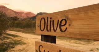 Bains View Olive and Guest Farm - Wellington - 9