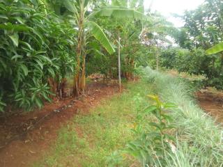 Mwea Farmstay -CampSite and Nature Trail - 4