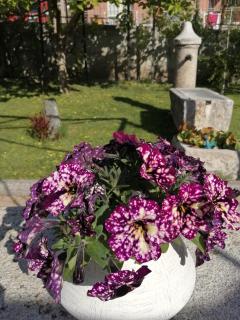 La Primula - Aosta - 4