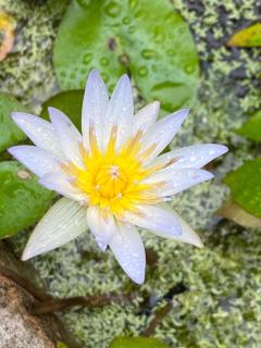 Surfside Studios on the beach in Martinique - North - 6