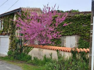 gîte La Ferrandière Berson Blaye Bordeaux Gironde - Berson - 4