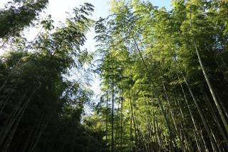 and FOREST Katsuura Take no Hanare - Vacation STAY 91561v - Katsuura - 1