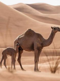 Bidiyah Old Bedouin Wahaiba Desert NEW CAMP - 7