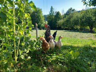 Ferienwohnung Andre - Miesbach - 3