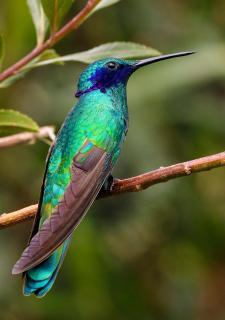 Hummingbird hotel - Itatiaia - Itatiaia - 6