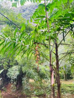 Khaosok Mysterious Restaurant and Camp ร้านลึกลับริมคลอง - Khao Sok - 2