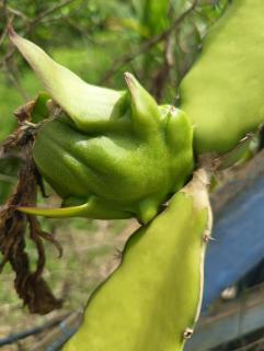 Chalé Sítio Recanto dos Sonhos - 5