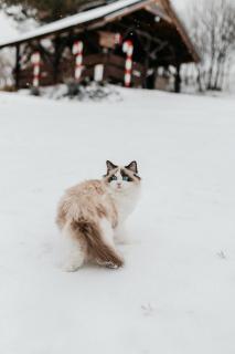 Bojkówka Domki Wypoczynkowe - 3