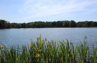 Forest lakehouse with Breathtaking Sauna - Lanaken - 3
