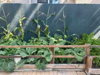 Sunset Studio Garden View - 4