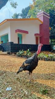 Mayurbhanj Eco Resort - - 2