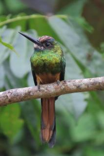 Hospedaje y tours Reina Arriera amazonas colombia - Macedonia - 6