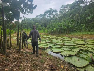 Hospedaje y tours Reina Arriera amazonas colombia - Macedonia - 8