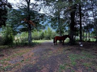 Cabaña en el Arenal - Lago Ranco - 5