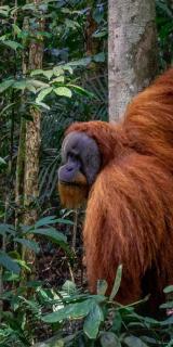 Eco Conservation Landak Luxury Tents - Bukit Lawang - 3