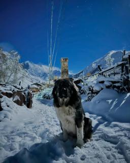 Chvibiani Guesthouse & Bar - Ushguli - 6