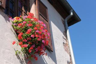 S'Harzala Rouge - Bergheim - 6