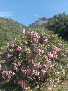 Château de Colombières sur Orb - 4