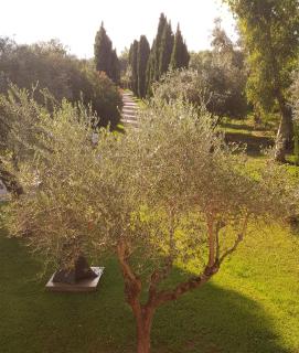 Fattoria Il Giardo - Pietrasanta - 6