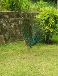jargoon paradise -private space - Unawatuna - 9