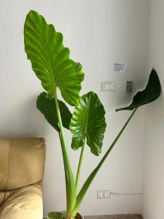 Residenza Civico 26 - 4