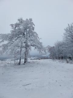 Gościniec Śliwkowy Sad - Międzylesie - 4