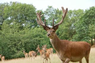 Au Domaine du Cerf - Vyans - 1