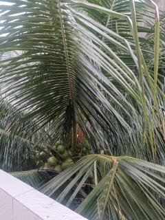 Casa no centro de Belém - 1