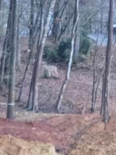 Country living - Pine Mountain - 4