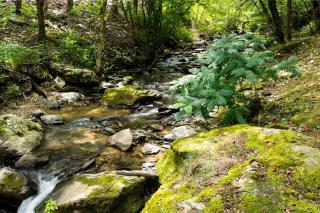 Cabin 7 Peaceful Cabin with Fire Pit, Hot Tub and Nature Trails - Sevierville - 7
