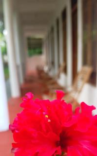 Ozone Resort Midigama - 6