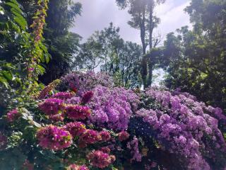 Birdsong Coffee Estate Stay - Madikeri - 7