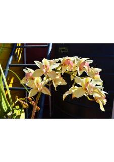 Melbourne Gardens 3 BHK Apartment - 4