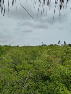 Mamba Yala - Tissamaharama - 6
