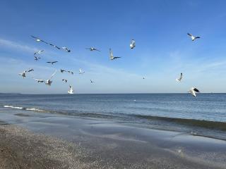 Pension Wald und See - Ahlbeck - 8