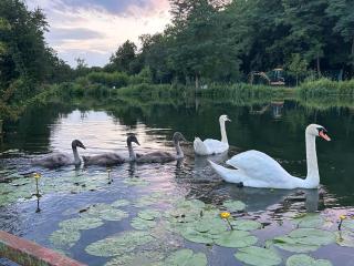 TRANQU'ILL sur les berges de l'Ill - Eschau - 0