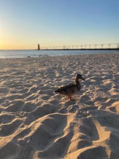Gorgeous Cottage Steps from Beach, Hot Tub, Arcade, Coffee Bars - South Haven - 3