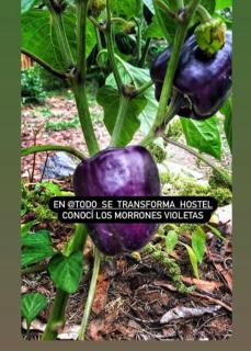Todo se transforma - Cuchilla Alta - 8