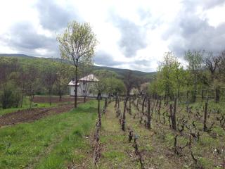 Pensiunea Zina - Tisău - 2