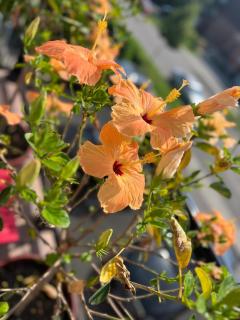 Entire Basement Apartment - 1