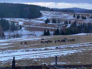 Wzgórze Owiec Sheep Hill - 2