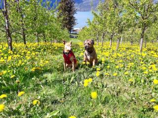 Cabin "Rasberry" in beautiful Hardanger - - 3