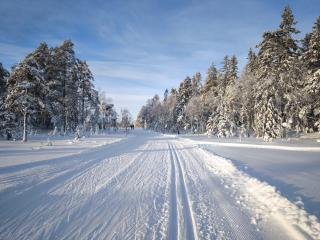Embracing nature's Swedish house - Ludvika - 5
