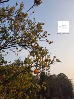 HIMVIGRAHA- Your Mountain Retreat - Dharamshala - 7